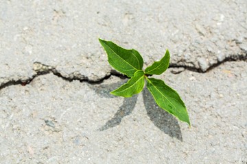 plant taking root on a concrete footpath
