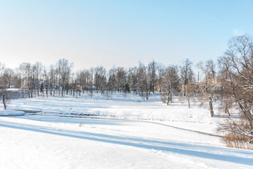 Obraz premium Winter landscape in forest with pines after snowfall