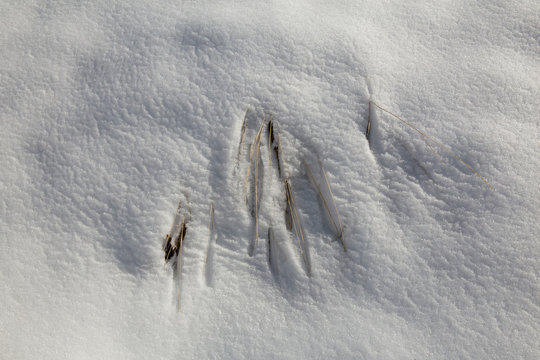 Meadow in White, Tehran, Iran