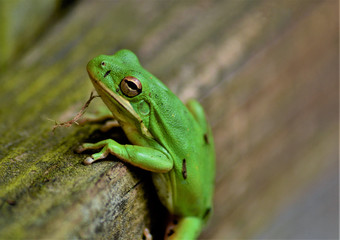 "Bearded" Tree Frog