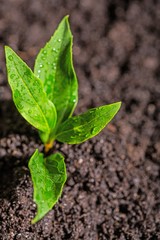 Plant.
