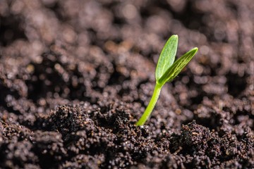 Soil.