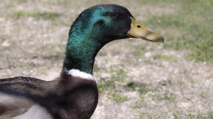Brown and Green Mallard Duck 