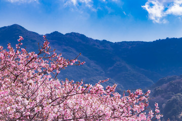 Fototapety  Krajobraz z pięknymi kwiatami wiśni Kawazu
