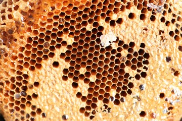Sweet honeycomb background texture