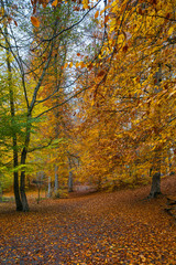 Naklejka na ściany i meble Lovely Autumn Colors of Nature