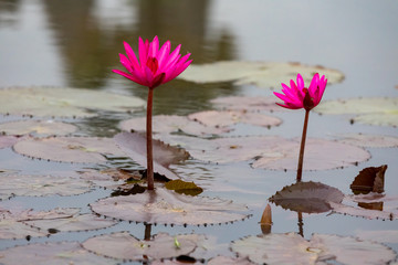 Angkor Wat, Siem Reap, Cambodia