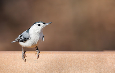 Nuthatch