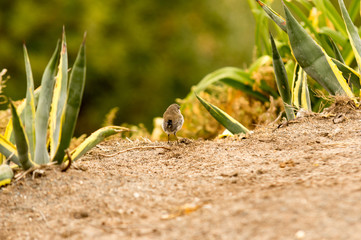 Sparow in cactus.