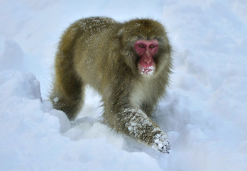 Obraz premium Snow monkey in the snow. The Japanese macaque. Scientific name: Macaca fuscata, also known as the snow monkey.