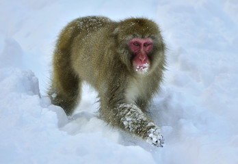 Snow monkey in the snow. The Japanese macaque.  Scientific name: Macaca fuscata, also known as the snow monkey.