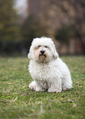 Coton de Tulear dog sitting on the grass