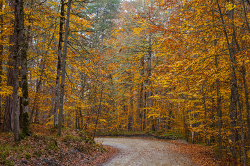 Obraz premium Lovely Autumn Colors of Nature