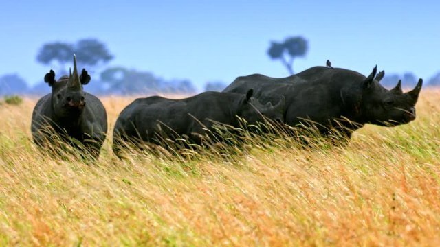 black rhinoceros in the wild africa safari ready to charge