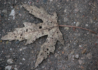 Dry grey canadian maple leaf on grey ground background close up view
