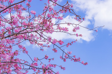 美しい河津桜のある風景