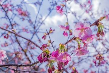 美しい河津桜のある風景
