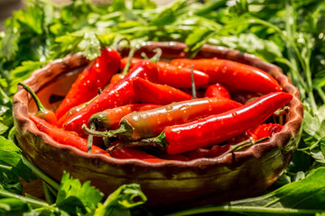 Chile serrano rojo 012