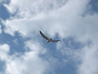 flying seagull with clouds