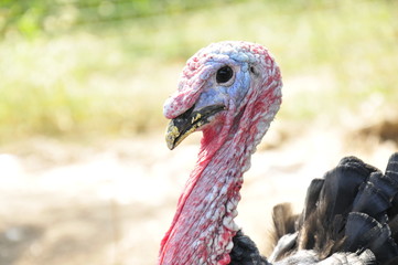 male turkey
