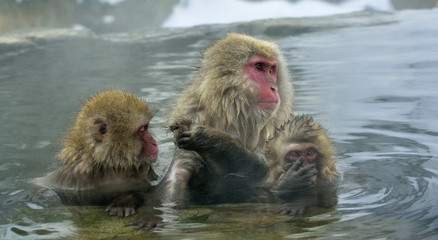 Snow monkeyin natural hot spring. The Japanese macaque.  Scientific name: Macaca fuscata, also known as the snow monkey.