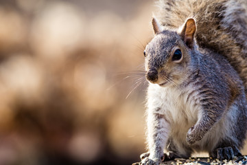 Naklejka na ściany i meble Eastern Gray Squirrel (Sciurus carolinensis) looks happy and cute in beautiful afternoon light, room for copy