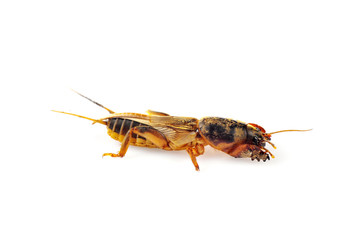 Mole cricket isolated on white background (Gryllotalpidae)