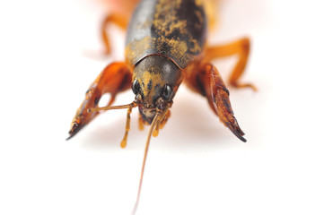Mole cricket isolated on white background (Gryllotalpidae)