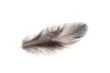 Texture pheasant feather