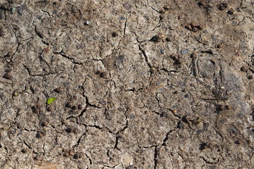 Dry Cracked Dirt Texture