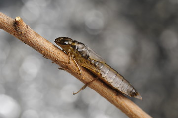 Dragonfly larvae