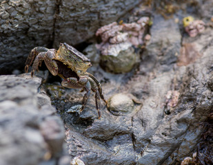 Small Crab Stands at Attention