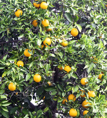 Orange Fruit Tree