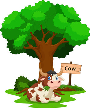 Funny cow under a shady tree with a sign the identity