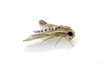 A moth on a white background