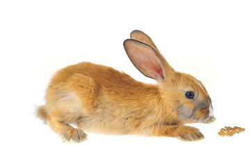 The rabbit in a white background