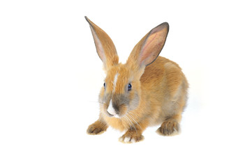 The rabbit in a white background