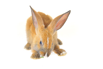 The rabbit in a white background