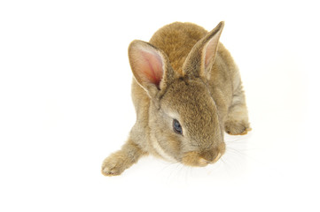 grey rabbit on a white background