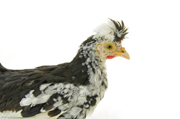 Chicken, chicken wing on a white background