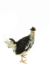 Chicken, chicken wing on a white background