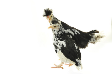 Chicken, chicken wing on a white background