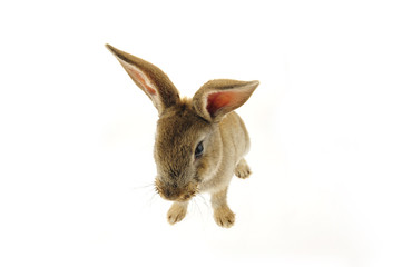 The rabbit in a white background