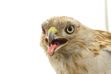 The eagle head features on a white background