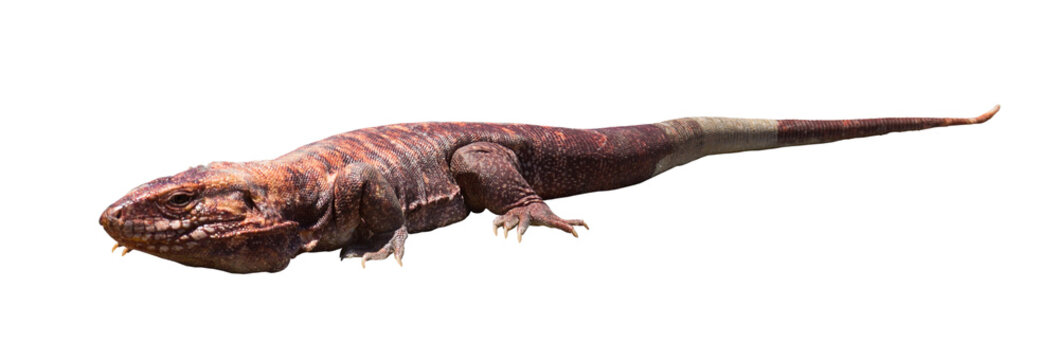 Argentine Red Tegu Isolated