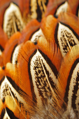 Texture pheasant feather