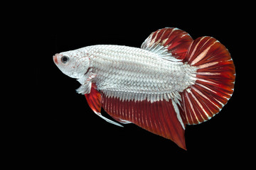 Beautiful betta splendens Halfmoon Red Dragon Siamese fighting fish or Macropodinae, Osphronemidae, red tail fin and white skin flakes on black background.