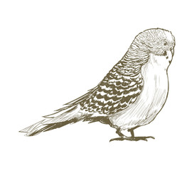 Illustration drawing style of bird