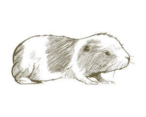 Illustration of hamster