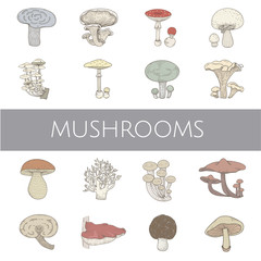 Illustration of mushrooms set